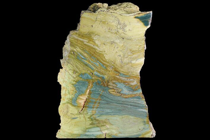 Polished, Gary Green (Larsonite) Petrified Wood - Oregon #181920